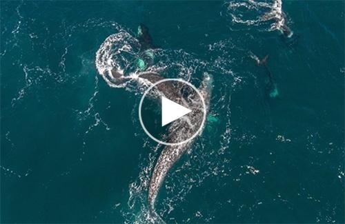 Cá voi mẹ cõng con thoát hiểm ngoạn mục giữa đàn cá voi sát thủ