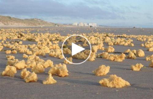Bọt biển màu vàng không rõ nguồn gốc tràn ngập bãi biển Pháp