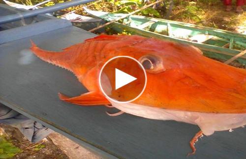 Chú cá biển kỳ lạ bọc giáp sa lưới ngư dân Philippines