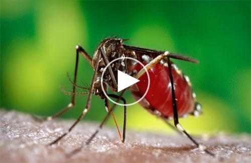 Muỗi - loài côn trùng giết triệu người mỗi năm âm thầm