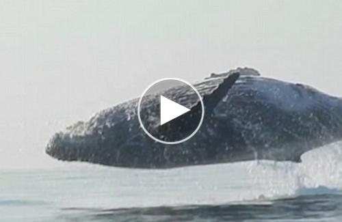 Cá voi lưng gù 40 tấn phi thân bay trên mặt nước