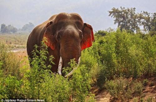 Phát hiện loài Voi tai đỏ kỳ lạ cực hiếm ở Ấn Độ