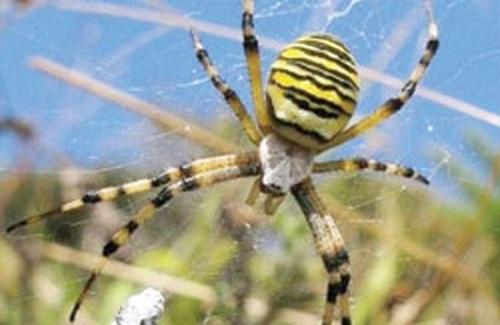 Nhện trinh nữ cao cả "hiến thân mình" làm mồi cho đàn nhện con
