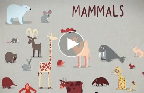 Video: Tìm hiểu về ba kiểu sinh sản chủ yếu ở các loài động vật