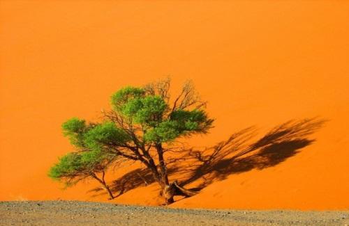 Trồng cây ở sa mạc giúp giảm nhẹ biến đổi khí hậu