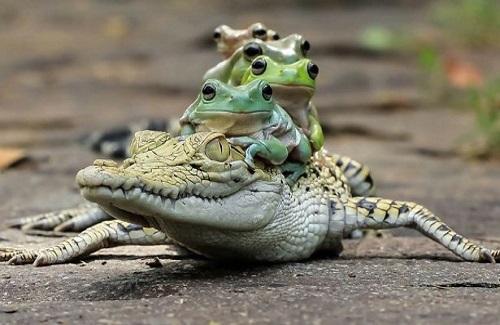 Chùm ảnh: Đàn ếch bình thản trèo lên lưng cá sấu để đi nhờ