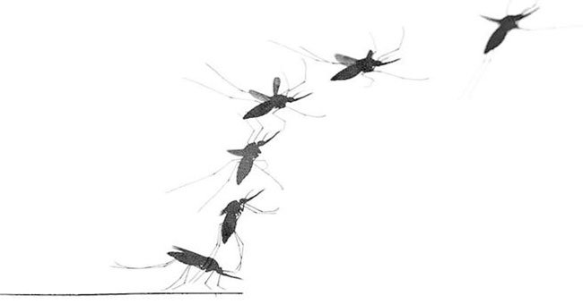 Cách bay ngược đời của muỗi khiến chúng trở nên cực kỳ đáng sợ