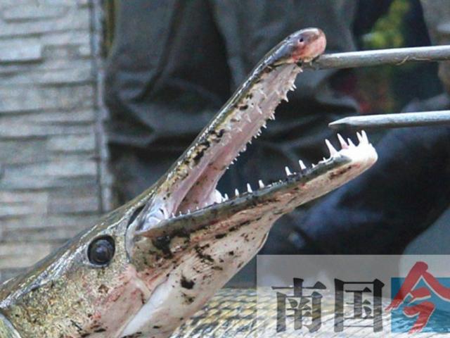 Thế giới động vật: Bất ngờ phát hiện hai “thủy quái“ mõm dài trong hồ Trung Quốc - Chuyện lạ