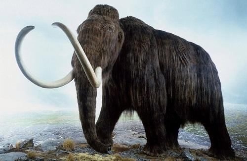 Nguyên nhân khiến voi ma mút đực biến mất hàng nghìn năm trước