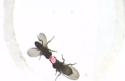 Gene khiến ruồi đực nôn "quà cưới" cho ruồi cái