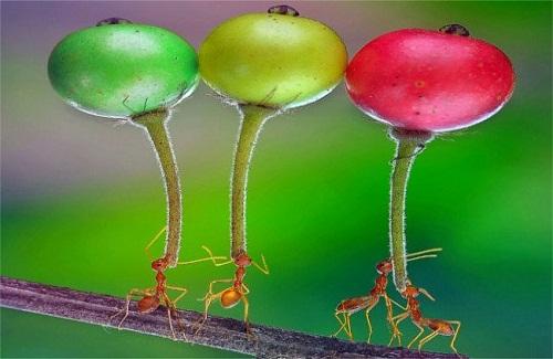Đàn kiến mang những loại trái cây lớn gấp 5 lần cơ thể về tổ