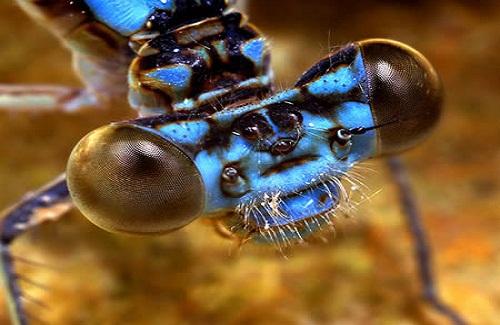 9 loài côn trùng kỳ lạ nhất hành tinh