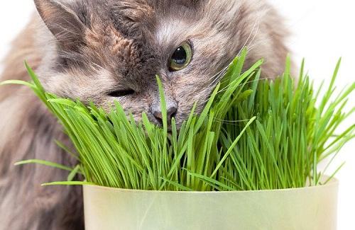Tại sao chó mèo thỉnh thoảng lại ăn cỏ?
