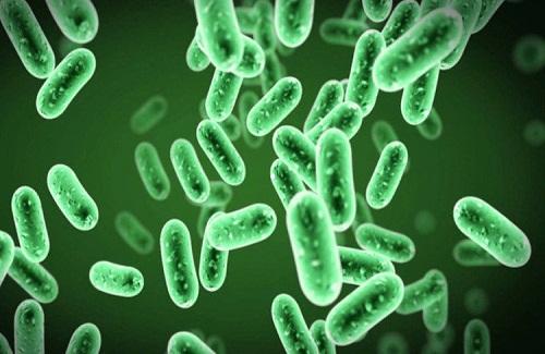 Tại sao con người không thể giẫm chết vi khuẩn?