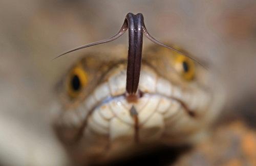Bạn có biết chức năng của lưỡi rắn là gì không? Kết quả cực bất ngờ nhé!