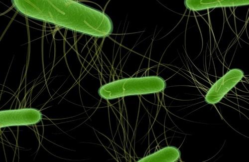 Vi khuẩn ăn thịt người tiến hóa cực nhanh