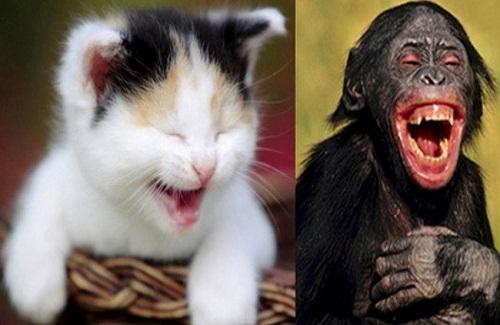 Động vật có biết cười như con người không?