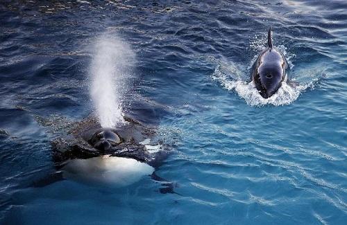 Con cá voi biết nói tiếng người đầu tiên trong lịch sử nhân loại