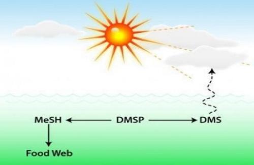 Vai trò của ánh nắng trong việc tạo ra chất hóa học mới