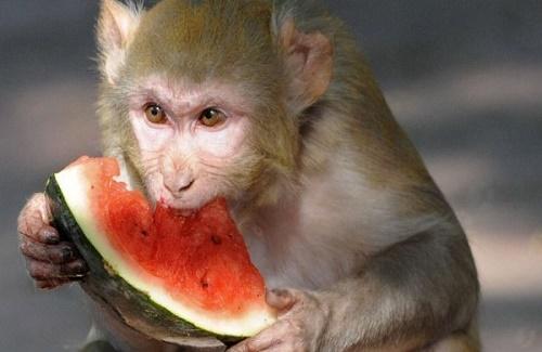 Khoa học chứng minh khỉ có thể làm toán