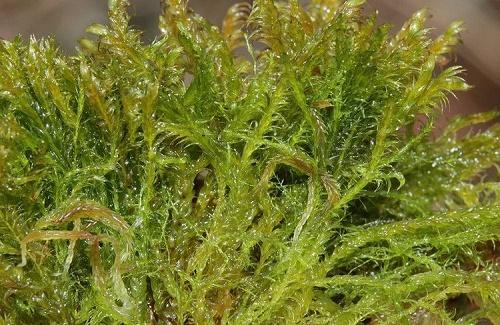 Tìm thấy loài rêu có thể lọc hết arsen trong nước
