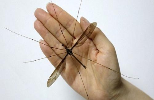 Muỗi to bằng bàn tay gây tranh cãi trong giới nghiên cứu