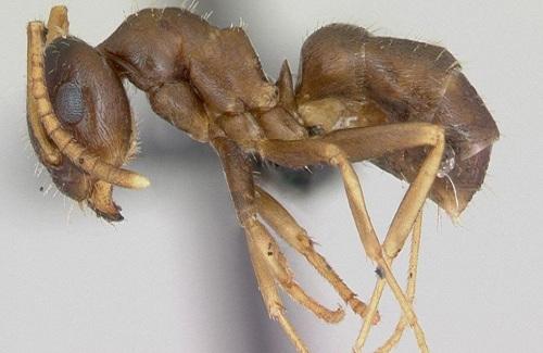 Loài kiến giết đồng loại để ngăn dịch bệnh lan rộng