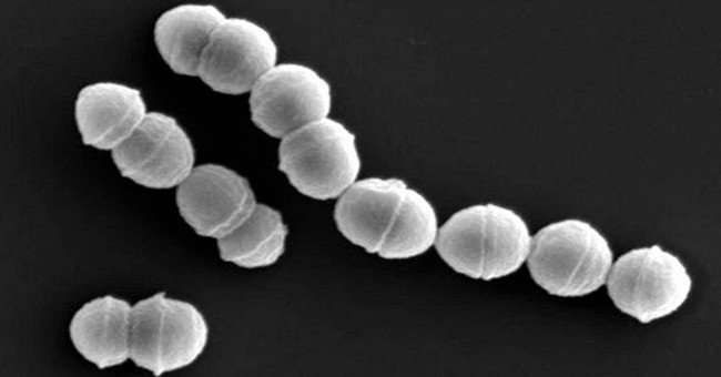 Vi khuẩn "ăn thịt người" tấn công hơn 500 người ở Nhật Bản