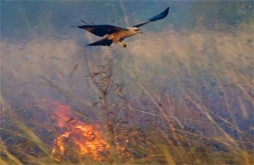 Loài chim biết dùng lửa lùa mồi để đi săn