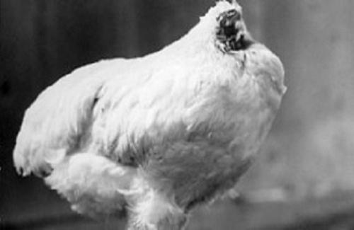 Vì sao chú gà bị chặt đứt đầu vẫn sống được thêm 18 tháng?