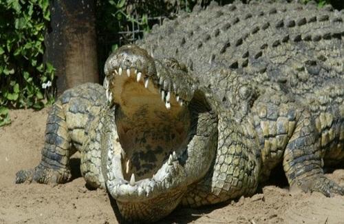 Điểm yếu của loài cá sấu lớn nhất châu Phi