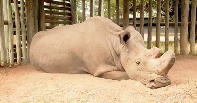 Cái chết của tê giác trắng Sudan và lời cảnh báo đến toàn nhân loại