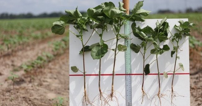 Phương pháp mới giúp tăng năng suất cây trồng không cần dựa vào biến đổi gene