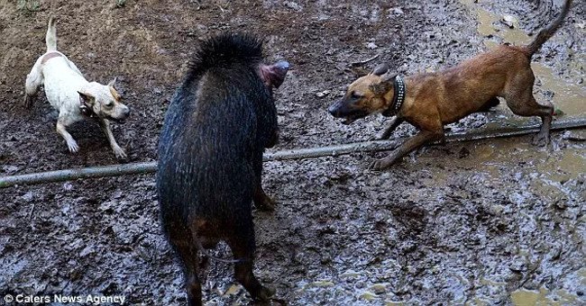 Những cuộc tử chiến đẫm máu giữa chó và lợn rừng ở Indonesia