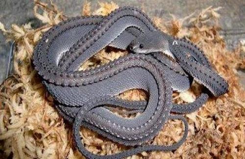 Lạ kỳ loài rắn có vảy cứng như rồng trong truyền thuyết
