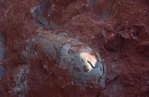 Trung Quốc: Phát hiện trứng khủng long 130 năm triệu năm vẫn còn nguyên vẹn