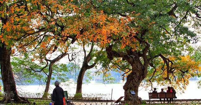 Hồ Gươm đẹp quyến rũ mùa lộc vừng thay lá