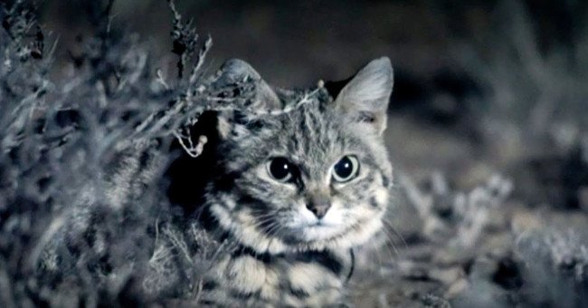 Bạn có tin được đây là loài mèo “nguy hiểm nhất thế giới”?