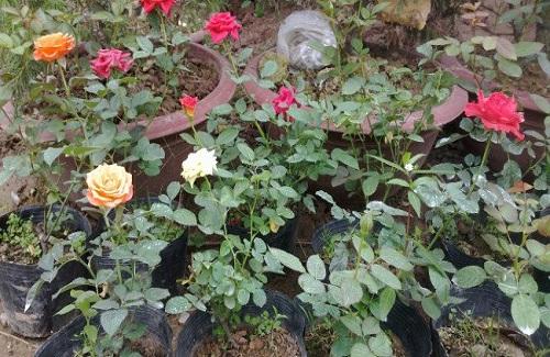 Trồng hoa hồng từ 1 cành hoa - cách đơn giản để có một chậu hồng