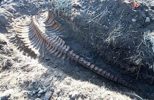 Bộ xương không đầu của quái vật biển dài 6 mét