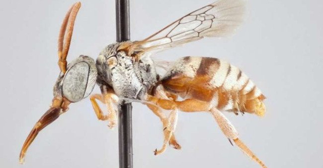 Các nhà nghiên cứu xác định 15 loài ong cúc cu mới