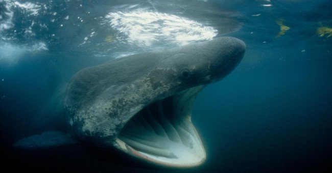 Đàn cá mập phơi 1.400 con khiến chuyên gia bối rối