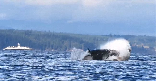 Cá voi sát thủ khổng lồ và cú ngoạm kinh hoàng nhằm vào sư tử biển