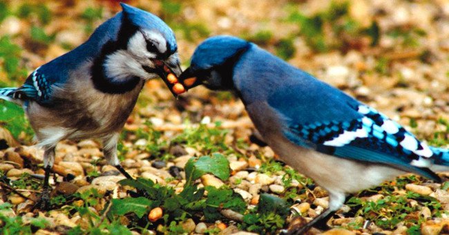 Loài chim cũng sở hữu "hormone tình yêu" giống con người