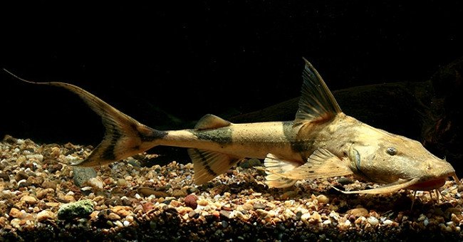 5 loài cá tiến vua huyền thoại của Việt Nam