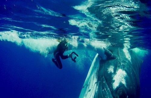 Lý do cá voi 23 tấn dùng vây che chở, cứu nữ thợ lặn khỏi cá mập