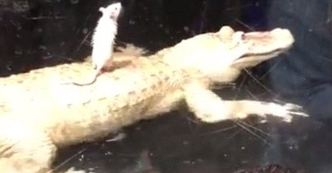 Video: Cá sấu khốn đốn chỉ vì... 1 con chuột bạch!