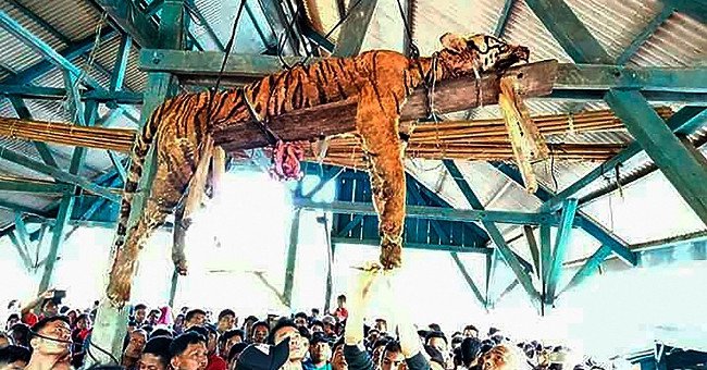 Hổ quý bị dân làng Indonesia mổ bụng treo lên xà nhà