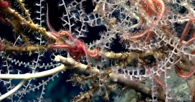 Phát hiện khu "rừng san hô" bí ẩn hơn 1000 tuổi, sâu 2.300m dưới đáy biển