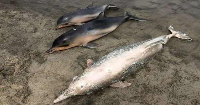 Gần 100 xác cá heo xám dạt vào bờ biển Brazil